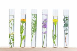 Herbs in test tubes of water